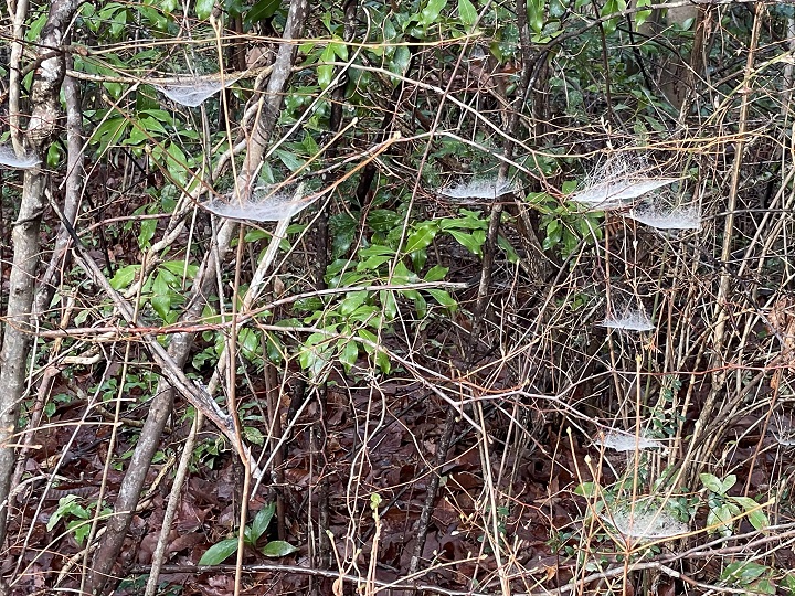 蜘蛛(くも)の巣 露の玉