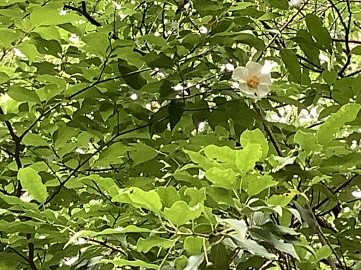 夏椿(なつつばき)の花